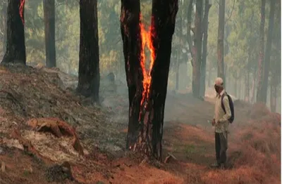 काश्मीरमध्ये उधमपूरच्या जंगलात भीषण आग