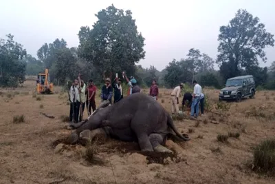 मध्यप्रदेशात तीन दिवसात नऊ हत्तींचा मृत्यू