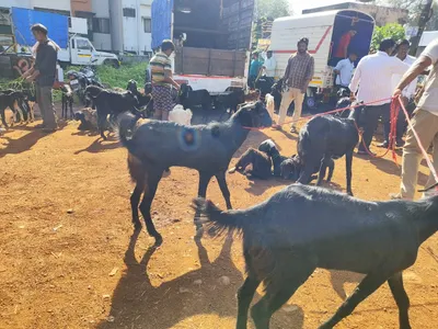 दसऱ्याच्या पार्श्वभूमीवर बकरी बाजाराला बहर