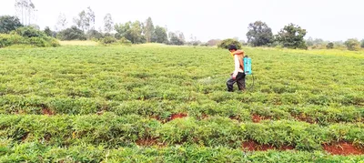 पश्चिम भागात रताळी वाढ खुंटली