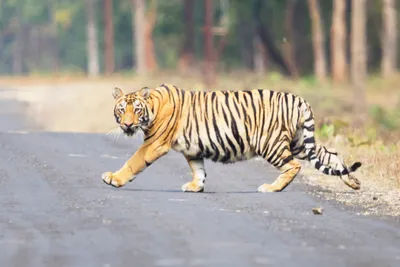 बाकनूर परिसरात वाघसदृश प्राण्याचा वावर