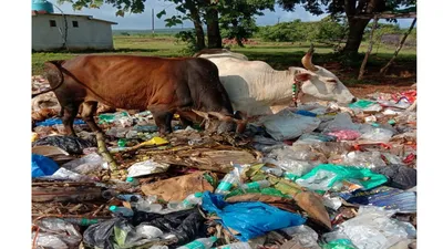 स्वच्छतेसाठी पुरस्कारप्राप्त परुळे गावातच अस्वच्छतेचा कळस