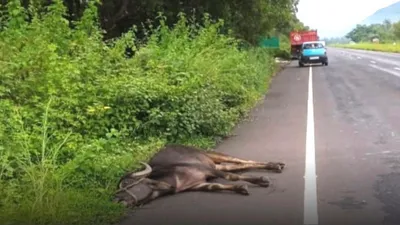 झाराप  पत्रादेवी रस्त्यावर वाहनाच्या धडकेत म्हैस ठार