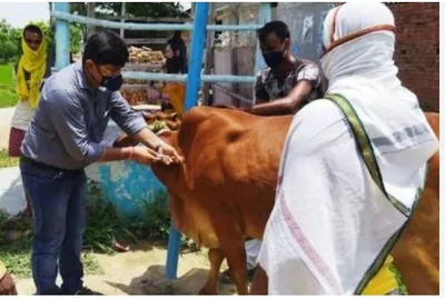 उद्यापासून लाळ्या प्रतिबंधक लसीकरण