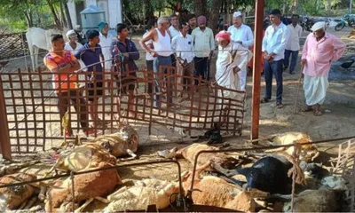 रेवनाळमध्ये लांडग्याच्या हल्ल्यात २४ मेंढया दगावल्या  अडीच लाखांचे नुकसान