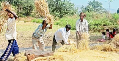 पश्चिम भागातील शेतकऱ्यांना ढगाळ वातावरणाची चिंता