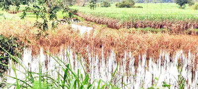 मार्कंडेय नदीकाठच्या भात ऊस पिकाचे नुकसान