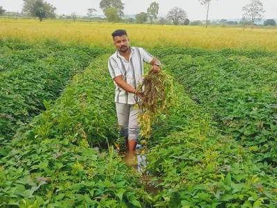 रताळी उत्पादक शेतकरी अडचणीत