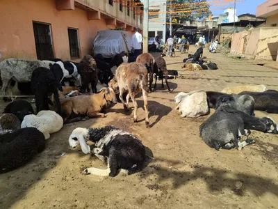 यात्रा जात्रा तोंडावर  बकरी बाजाराला बहर