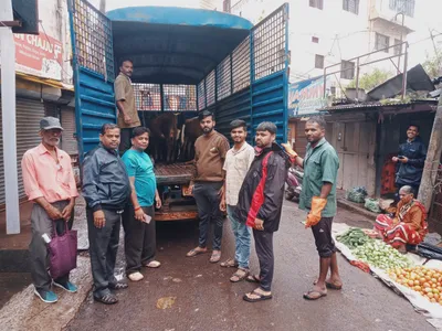 भटक्या कुत्र्यांनी केले वासराला जखमी