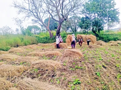 ऐन सणात भात कापणी  मळणी करण्याची वेळ