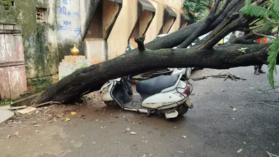 शहर परिसरात झाडे कोसळण्याचे सत्र सुरूच