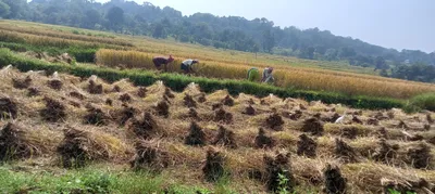 जांबोटी ओलमणी परिसरात सुगीच्या कामांना प्रारंभ