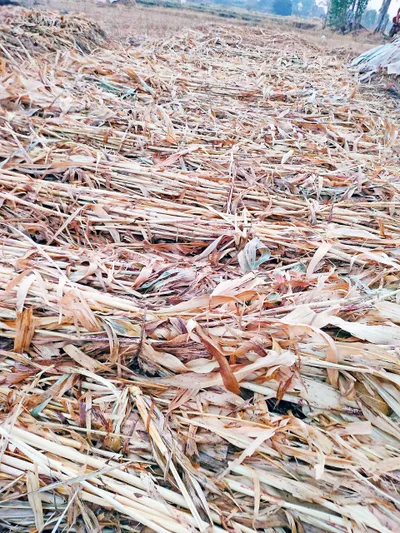 कडोली  केदनूर परिसरात पावसाने शेतकऱ्यांची तारांबळ