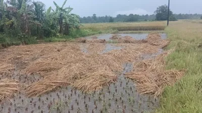 परतीच्या पावसाचा मारा   बळीराजा चिंतेत सारा