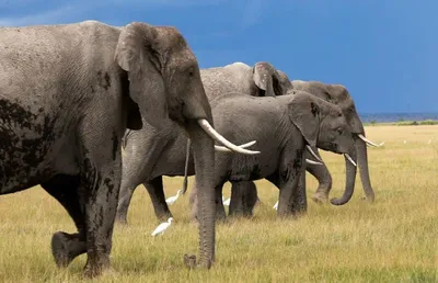 हत्तींचीही असतात माणसांप्रमाणे नावं