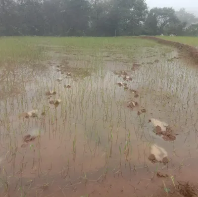 चिखले गावात गव्यांचा धुमाकूळ