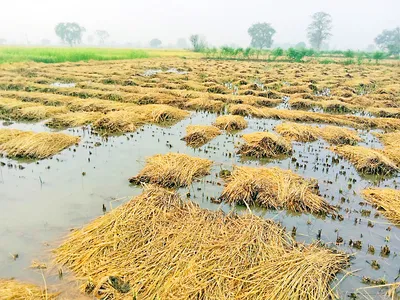 कापणी करून ठेवलेल्या भातावर पाणी  साचल्याने भात कुजण्याच्या मार्गावर