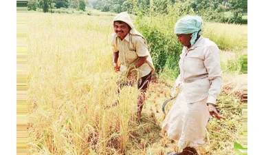 परतीच्या पावसामुळे शेतकऱ्यांसमोर संकट