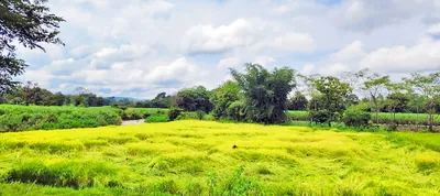 परतीच्या पावसाचा भातपिकांना दणका