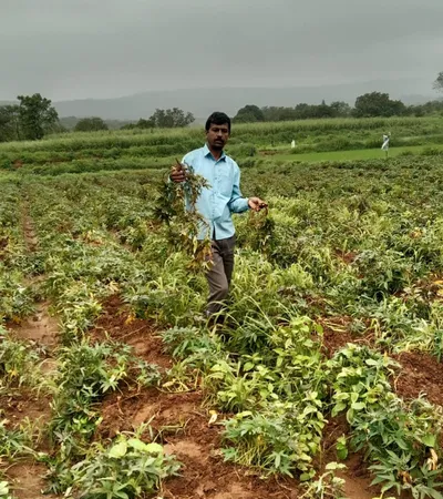 हब्बनहट्टी कालमणी परिसरात वाघाचा वावर