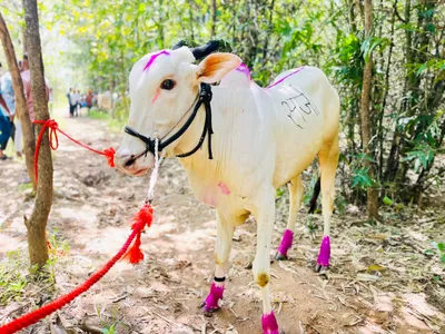 देसुरात शर्यतीच्या बैलाचा लम्पीमुळे बळी