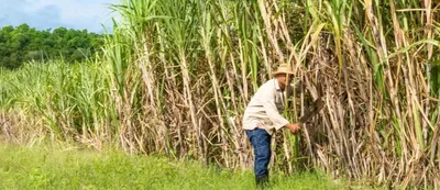 ऊस पीक पट्ट्यातील लवणीकरणाचे पर्यावरणीय मूल्यांकन