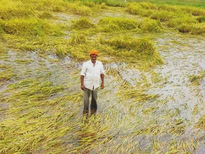 भातपिकासाठी सरकारने नुकसानभरपाई द्यावी