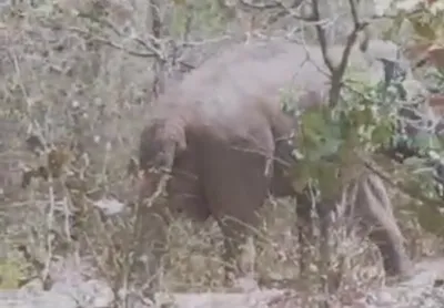 कोडगई घोटगाळी परिसरात हत्तींचा धुमाकूळ  ग्रामस्थांत भीती