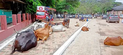 मोकाट जनावरांची संख्या अधिक असल्याने पकडणे अवघड