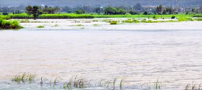 पूर्वभागातील बळळारी नाला परिसरातील भातपिके पाण्याखालीच