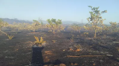 कुडासे येथील काजू बागायतीला आग लागून लाखोंचे नुकसान