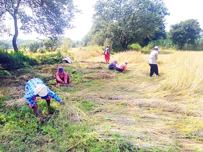 भातपिके झाली आडवी  तरीही बळीराजाची धडपड सुरूच   