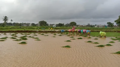 अनगोळ  मजगाव शेतवडीत भातरोप लागवडीची धांदल