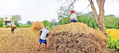 अवकाळीने शेतकऱ्यांची वाढविली चिंता