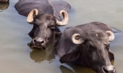 प्रिंदावन येथे वहाळाच्या पाण्यात तीन म्हैशी गेल्या वाहून