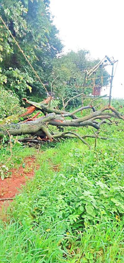 हेस्कॉमच्या ट्रान्स्फॉर्मरवर वृक्ष कोसळल्याने नुकसान