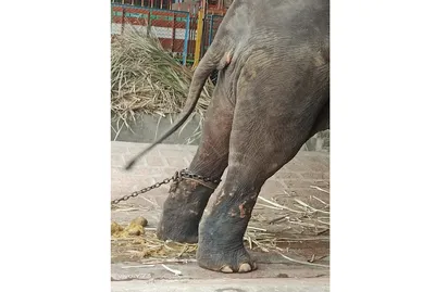 उषाराणी हत्तीणीच्या मृत्यूबाबत ट्रस्टची चौकशी करा