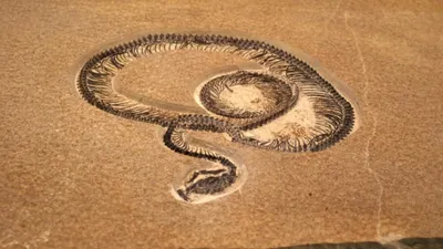 गुजरातच्या कच्छमध्ये सापडले सर्वात मोठे प्राचीन सापाचे जीवाश्म