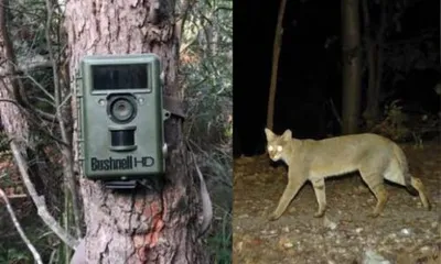 जंगलात प्रभावी ठरतोय ट्रॅप कॅमेरा   वन्य प्राण्याचे अस्तित्व होते स्पष्ट