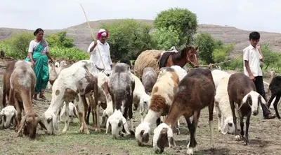 मेंढपाळांची चाऱ्यासाठी रानोमाळ भटकंती    