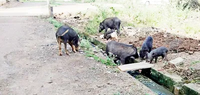 होनगा येथील पाळलेल्या डुकरांच्या मुक्त संचारामुळे उपद्रव वाढला