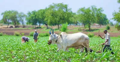 कर्जमाफी हवी की शेतकरी स्वातंत्र्य 