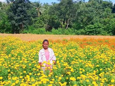 सांगे   केपे परिसरात बहरली झेंडूची शेती