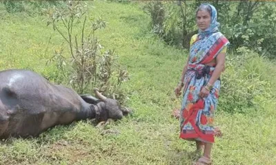 चरणाऱ्या म्हैशीला विजेचा शॉक  जाग्यावरच दुर्दैवी मृत्युमुखी  वावदरे येथील घटना