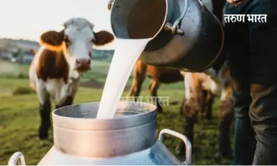 गाय दूध उत्पादकांना मिळणार 13 कोटी  प्रतिलिटर 5 रुपये अनुदान   दूध उत्पादकांना दिलासा