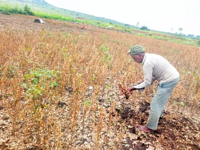 सोयाबीन उत्पादक शेतकरी सापडला अडचणीत