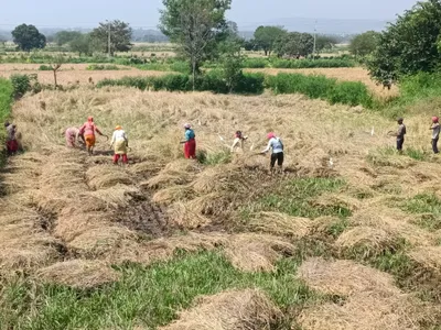 सुगीला येळ्ळूर परिसरात जोमाने सुरुवात