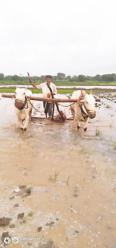 मुसळधार पावसामुळे शेतातील रोप लागवडीच्या मशागत कामांना जोर