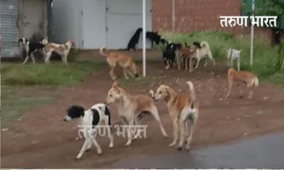 भारतनगर परिसरातील कुत्र्यांचा बंदोबस्त करा